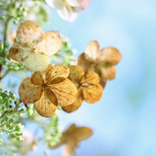 hydrangea, Flowers