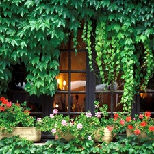 Flowers, Window, ivy