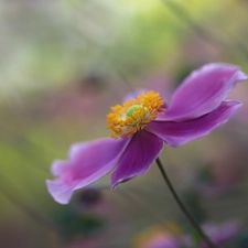 Colourfull Flowers, Japanese anemone, lilac