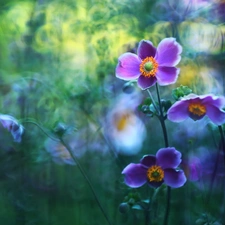 purple, Japanese anemone, Flowers