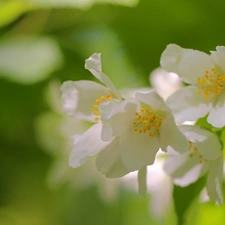 jasmine, White, Flowers, Bush