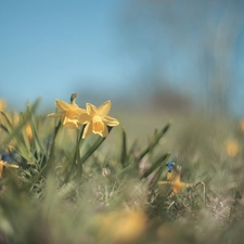 Flowers, Yellow, Jonquil