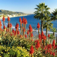 landscape, Palms, Flowers, sea