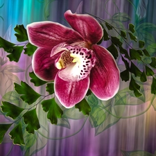 Colourfull Flowers, Leaf, graphics, orchid