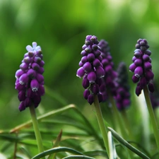 Flowers, Muscari, lilac