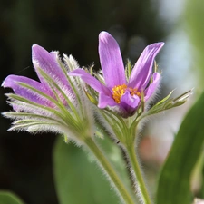 Flowers, pasque, lilac