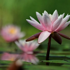 lilies, Nenufary, Flowers, water