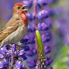 Bird, Flowers, lupine, Purple Finch