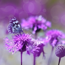 butterfly, purple, Flowers, marbled chessboard