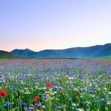 Meadow, Flowers