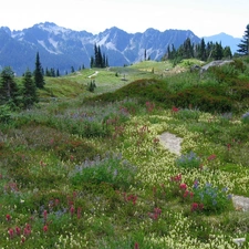 Meadow, Flowers, Mountains, car in the meadow