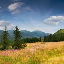 Mountains, medows, Flowers, woods