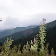 Mountains, Flowers