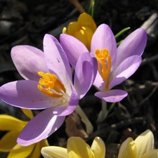 Flowers, crocuses, nature