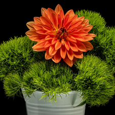 Green, plant, Colourfull Flowers, Dalia, Orange