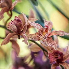 orchid, dappled, Colourfull Flowers