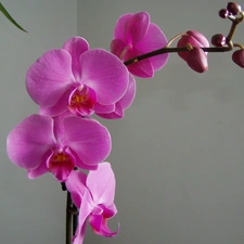 Flowers, Pink, orchid