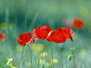 Flowers, Red, papavers