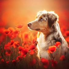 dog, Flowers, papavers, Australian Shepherd