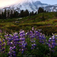 Stratovolcano Mount Rainier, Meadow, Mount Rainier National Park, Mountains, Washington State, The United States, lupine, Sunrise, Flowers