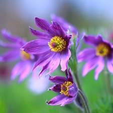 Flowers, purple, pasque