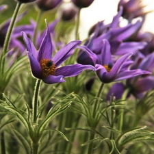 Flowers, purple, pasque