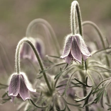 pasque, Flowers