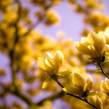 branch pics, Yellow, flowers