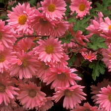 Pink, Flowers