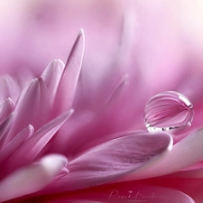 drop, Close, Colourfull Flowers, flakes, Pink