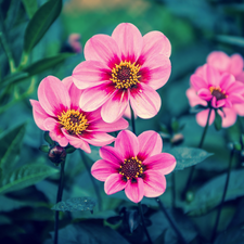 Flowers, dahlias, Pink