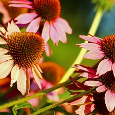 Flowers, echinacea, Pink