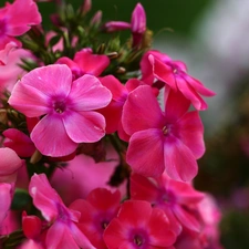 Flowers, hydrangeas, Pink