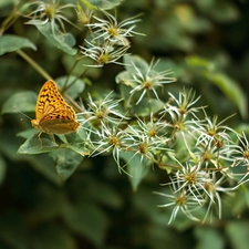 Flowers, butterfly, plant