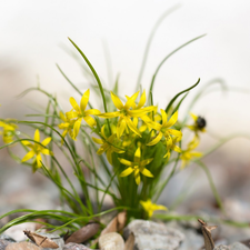 Yellow gold plating, Yellow, Flowers