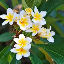 Plumeria, Flowers