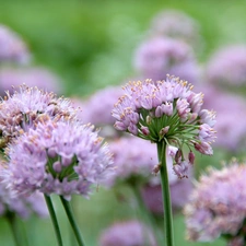 garlic, purple, Flowers