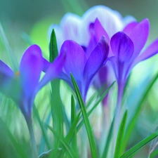 Flowers, crocuses, purple