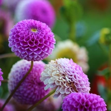 Flowers, dahlias, purple