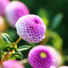 Flowers, dahlias, purple