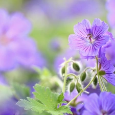 Flowers, geranium, purple