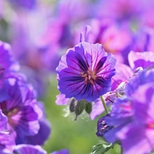 Flowers, geranium, purple