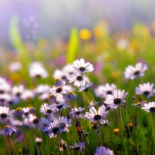 Flowers, Meadow, purple