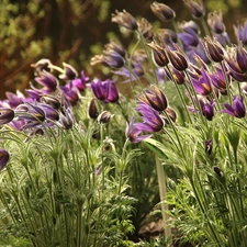 Flowers, pasque, purple