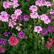 Flowers, Pink, purple