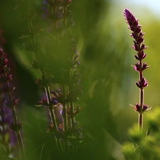 Flowers, Sage, purple