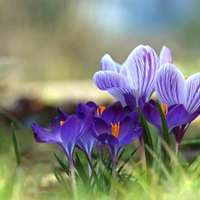 purple, Spring, Flowers, crocuses