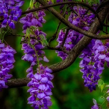Flowers, wistaria, purple