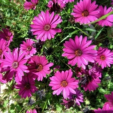 purple, daisy, African, Flowers