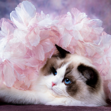 Pink, Flowers, Ragdoll, Artificial, cat